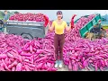Download Lagu Use Truck To Harvesting Tons Of Sweet Potato ( Khoai Lang ) Goes To Market Sell | Phương Farm Life