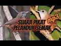Download Lagu SUARA PIKAT PELANDUK SEMAK