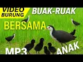 Download Lagu Suara pikat burung ruak-ruak || MP3 || Super Gacor || Sudah Terbukti Ampuh.#ruakruak 