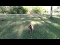 Adopt Hunter Red Heeler from Texas Cattle Dog Rescue