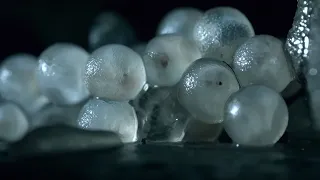 Baby Slugs Hatching Inside a Wall Up Close BBC Earth
