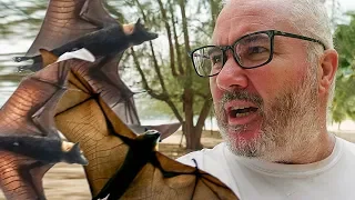 Bat attack! Swimming with sharks & turtle rescue – Sailing Ep 175