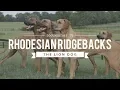 ALL ABOUT RHODESIAN RIDGEBACKS THE AFRICAN LION HUNTING DOG