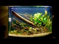 Aquascaping A 36 Gallon Top Fin Bowfront Aquarium