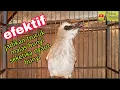 Download Lagu Pancingan untuk trucukan malas bunyi agar rajin bunyi setiap hari