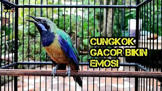  tembakan nyentrik cucak cungkok gacor