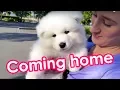 Samoyed Puppy Off To His New Home 8 weeks old