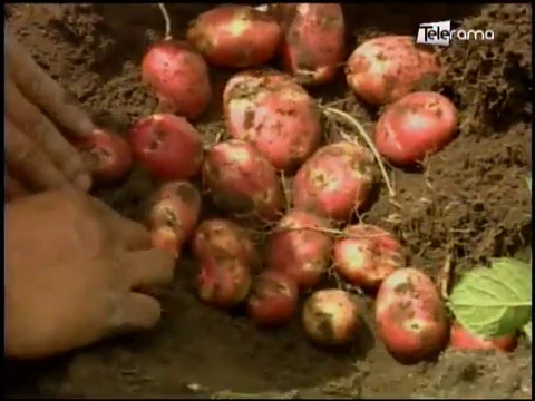 Ecuador Agropecuario 13-06-2018