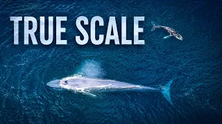 How Big Are Whales, Really?