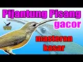 pijantung gacor durasi panjang beset kasar cocok untuk masteran
