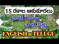 Indian Green Leafy Vegetables names in Telugu and English 15