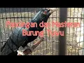 Download Lagu Suara Burung Tuwu Gacor, Cocok untuk Pancingan dan Masteran