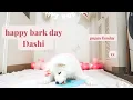 Dashi the Samoyed s Happy Bark Day Best Day Ever For Our New Puppy