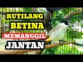 Lagu kutilang betina memanggil jantan Ampuh buat pancingan kutilang biar bunyi