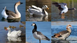 TOP 10 - RAÇAS MAIS BONITAS DE GANSO/MOST BEAUTIFUL GEESE BREEDS