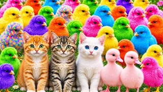 Tangkap Ayam Lucu, ayam warna warni, ayam rainbow, kelinci lucu, bebek lucu, ikan koi, Hewan Lucu