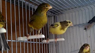 Daily Routine With Canaries After A Week S Absence These Are The Results 