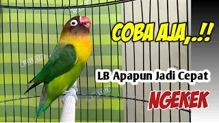 Download Hanya Suara Lovebird Gacor Ngekek Panjang ini Yang Bisa Bikin Labetmu Cepat Ngekek, COBA AJA,.!! MP3