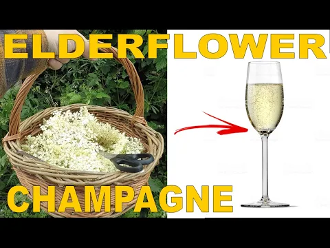 Download MP3 HOW TO MAKE ELDERFLOWER CHAMPAGNE AT HOME - HOMEBREW