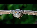 Owl Carousel 2 Touch enabled jQuery plugin JQUERY