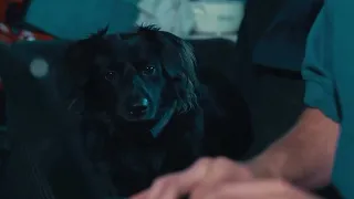 Man Encourages Pet Owners to Show Their Pets More Love - 1856649