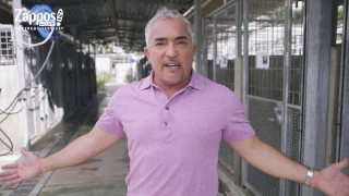 Cesar Millan How to Pick the Best Shelter Pet for You Zappos com