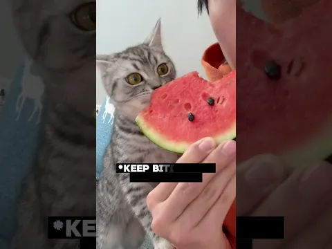 The Cat Finally Tasted the Sweet Part 😂🍉
