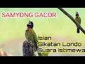 Download Lagu Samyong Gacor Isian Sikatan Londo | Pancingan Samyong Agar Gacor