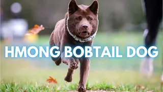 Hmong Bobtail Dog - TOP 10 Interesting Facts