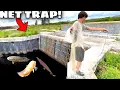 ABANDONED SPILLWAY Net Trap Catches EXOTIC Fish In EVERGLADES