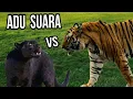 Download Lagu Adu Suara Macan Kumbang Vs Suara Harimau !!!!