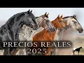 Want a horse Here s how much they cost in Mexico in 2025 - Del Cerro Soy