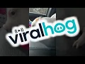 Download Lagu Mini Pig Poses With Fresh Bling || ViralHog