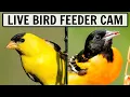 LIVE Bird Feeder in 4K Over 50 species observed! Mp3 Song Download