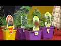 Hummingbirds and our Eco-System Teske Pet Garden