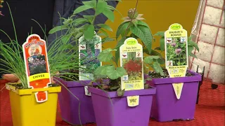 Hummingbirds and our Eco-System Teske Pet Garden