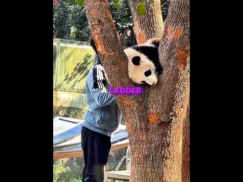 The Cutest Panda Ever 😭❤️