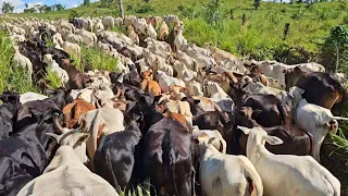 PEGANDO A VACADA PARA EMBARCAR OS BEZERROS 😱