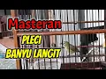 Pleci Banyu Langit Nembak Sejalur Cocok Untuk Masteran