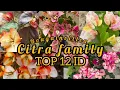 Top 12 Bougainvillea Citra Family (Golden Sunshine, Sufia Indiana, Citra, Adarna, multi color)