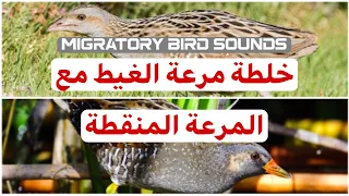 خلطة مرعة الغيط مع المرعة المنقطة للصيد  سبتمبر وأكتوبر  دندنها