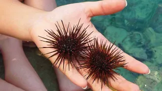 Чем опасны морские ежи?