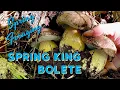 Spring Mushroom Foraging - Spring King Bolete Porcini Boletus rex-veris