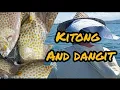 Lagu Kitong and Dangit || ito ang Mabisang Paraan Panghuli Traditional Fishing ||  Kelskie boy