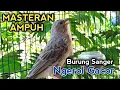 Download Lagu SANGER GACOR NGEROL PEDAS SUARA COCOK UNTUK MASTERAN BURUNG SANGER LAIN..!