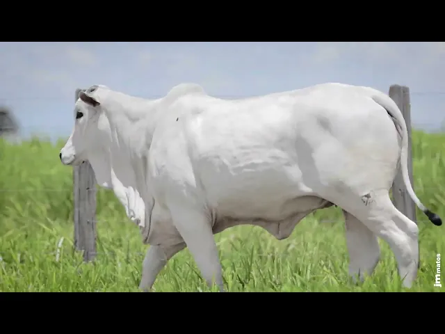 Novilha Nelore MMAR - 4810