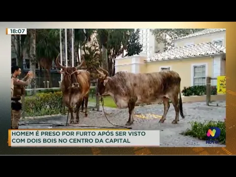 Homem é preso por furto após ser visto com dois bois no Centro de Florianópolis