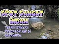 Lagu SPOT YANG SANGAT INDAH !! TAPI BANYAK PREDATOR AIR🐟