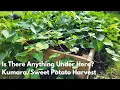 Beginners Luck?  Our First Kumara/Sweet Potato Harvest!