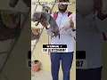 Download Lagu Top 🏆 quality pitbull puppy 🐶 for sale in Bangalore at low price 💥 #pets #petloversbanglore